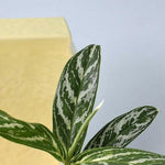 Aglaonema 'Stripes' – Large, Approx. 60.0cm height – 17.0cm Pot Default Title 1
