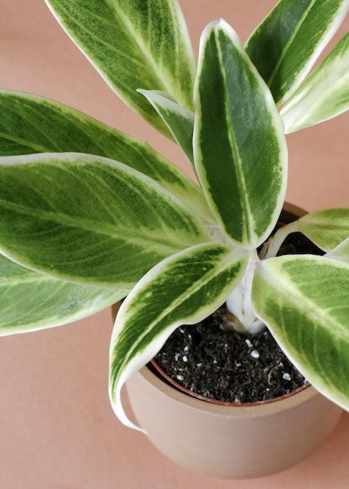 Aglaonema Lipstick Green – Small, Approx. 25.0cm height – 9.0cm Pot 2
