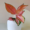 Aglaonema Pink Allusion with colourful foliage, showcasing vibrant pink and green leaves for modern interior decor.