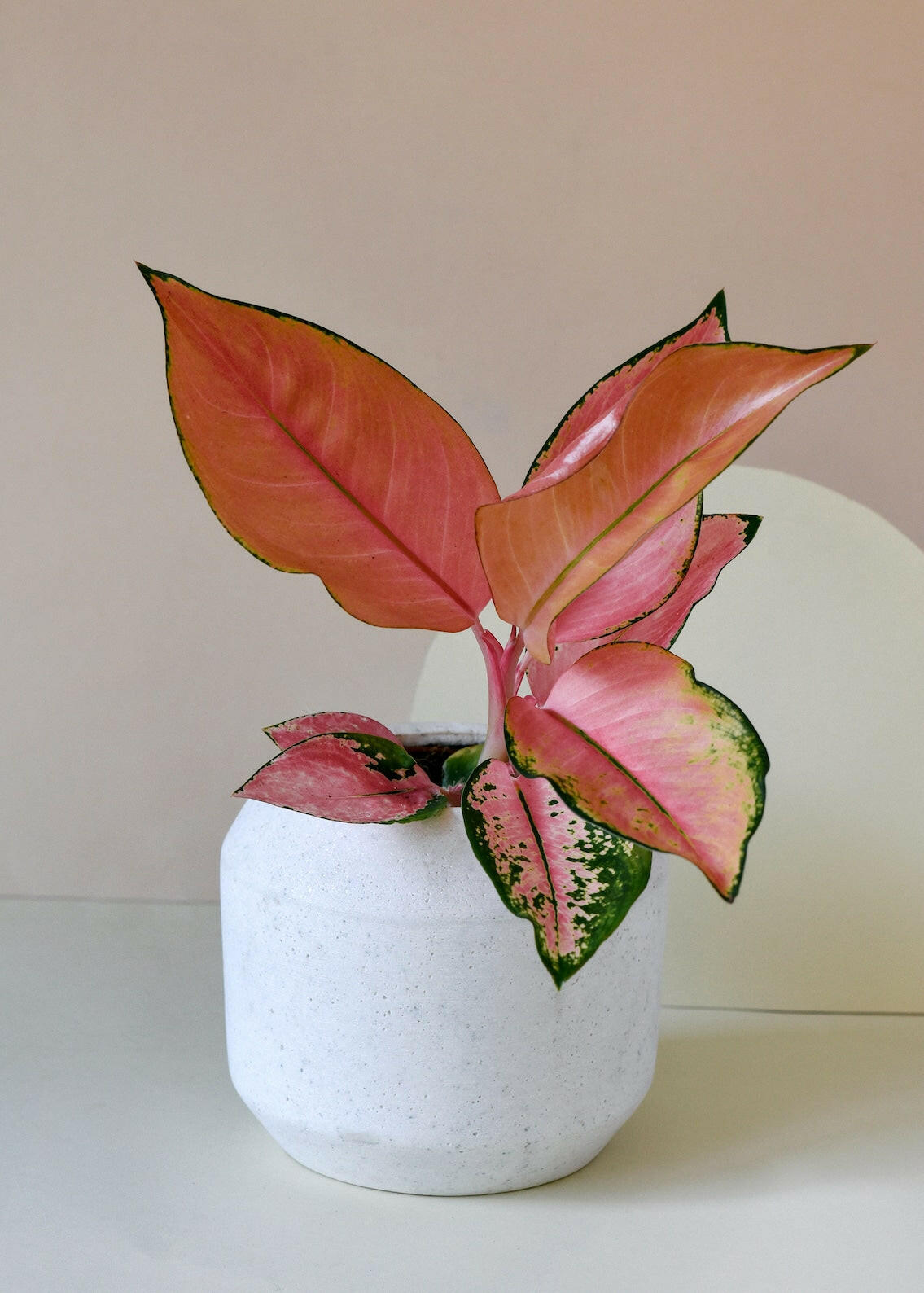 Aglaonema Pink Allusion with colourful foliage, showcasing vibrant pink and green leaves for modern interior decor.