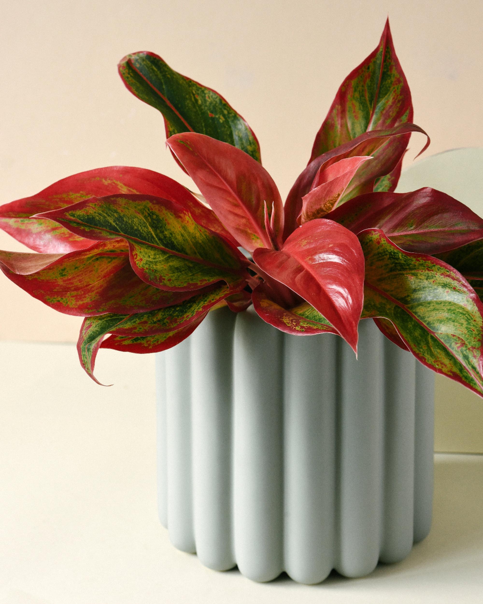 Aglaonema Crete medium