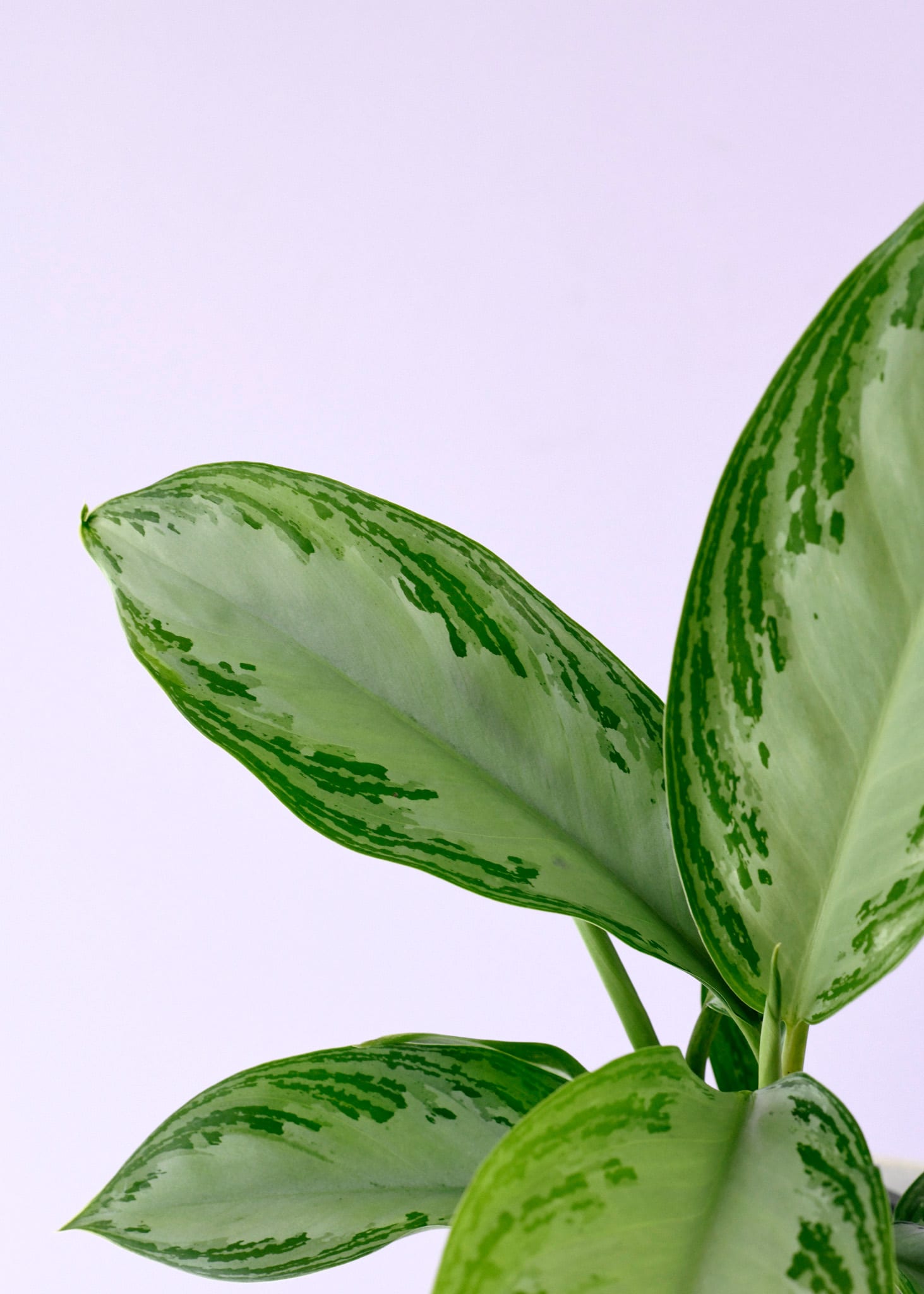 Aglaonema 'Silver Bay' XL – XL, Approx. 60.0cm height – 24.0cm Pot Default Title