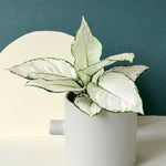 Healthy Aglaonema 'White Diamond' M by Plant Circle. A perfect aglaonema 'white diamond' m by plant circle for your indoor houseplant collection.