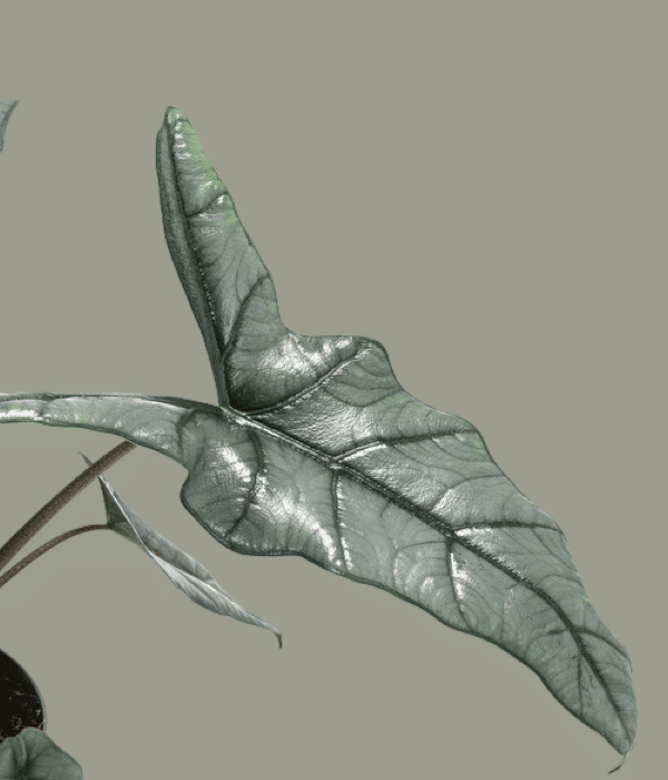 Healthy Alocasia Heterophylla 'Dragon's Breath' M. A perfect alocasia heterophylla 'dragon's breath' m for your indoor houseplant collection.