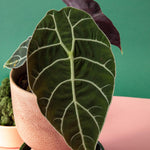 Alocasia Pride of Curup