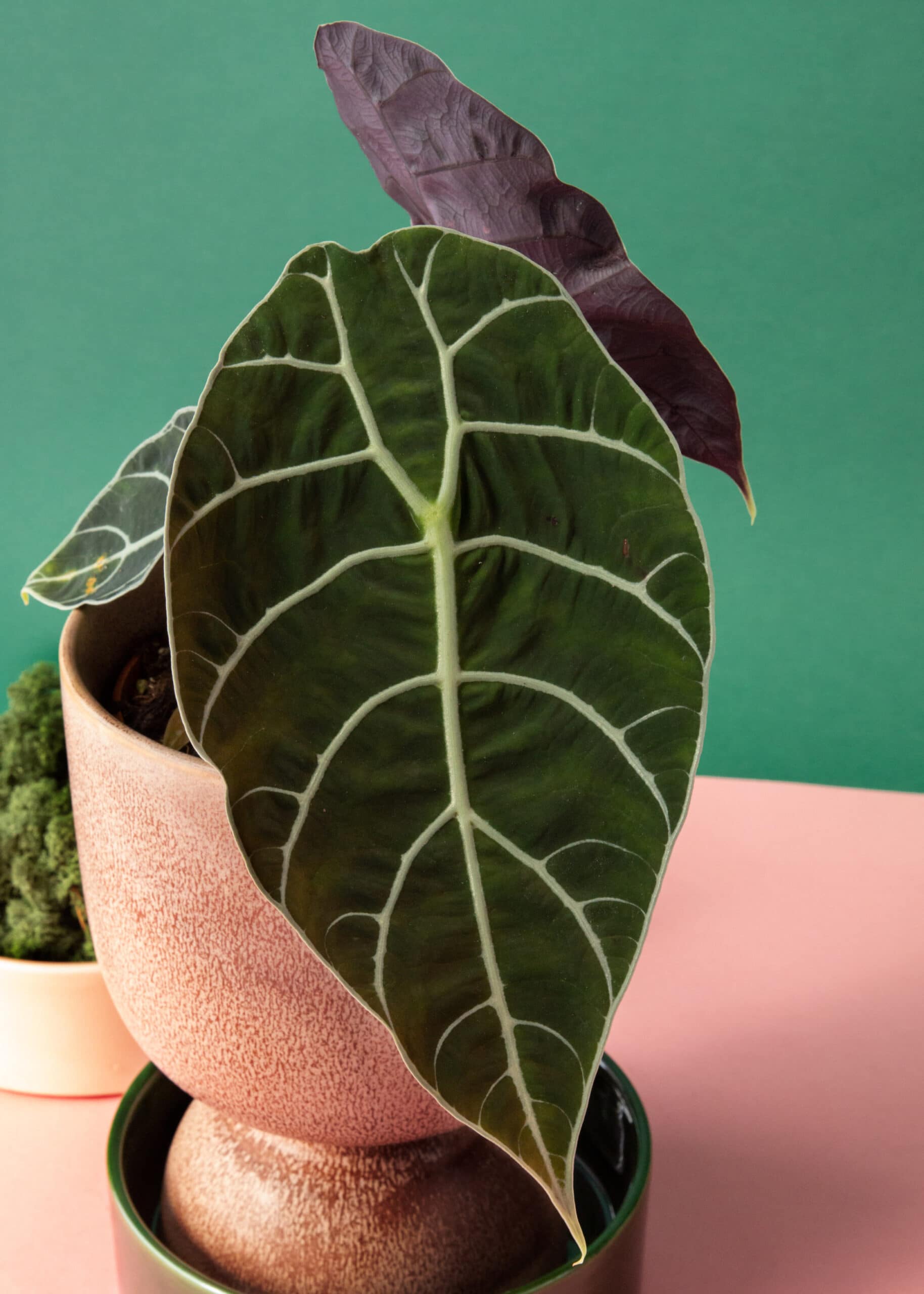 Alocasia Pride of Curup