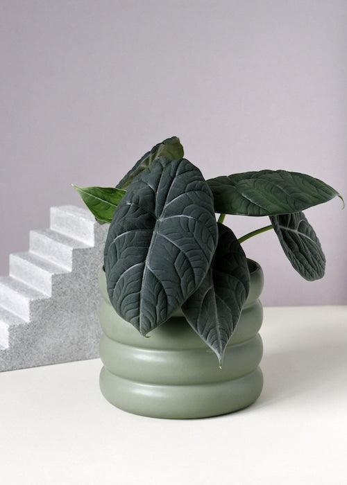 Alocasia Maharani M Default Title 1