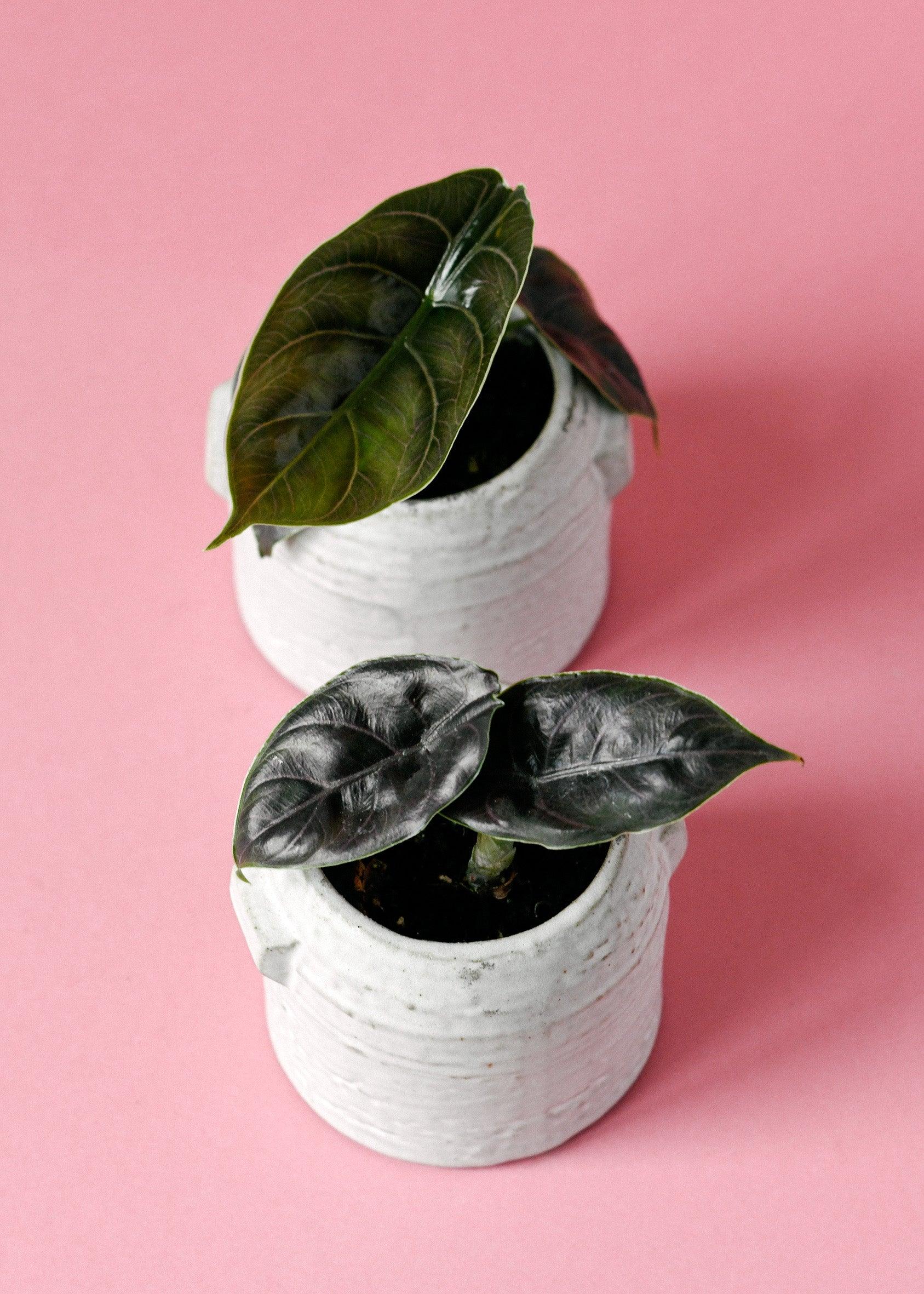 Alocasia Azlanii Baby – Baby, Approx. 8.0cm height – 6.0cm Pot Default Title 1