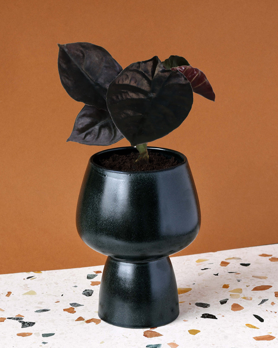 Alocasia Infernalis 'Black Magic' Baby | Rare Jewel Alocasia