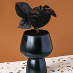 Alocasia Infernalis 'Black Magic' Baby