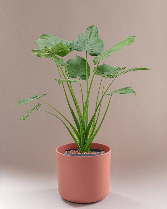 philodendron cucullata Alocasia Cucullata – Large, Approx. 70.0cm height – 17.0cm Pot