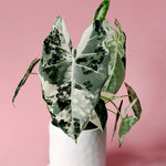 Alocasia Frydek Variegata