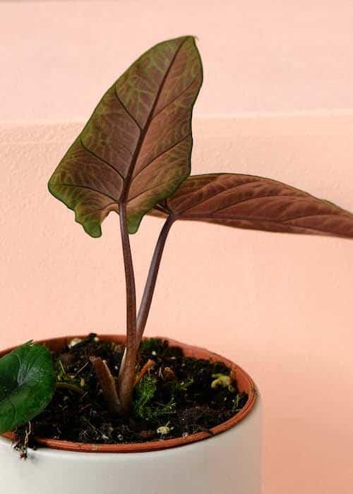 Alocasia Scalprum Medium