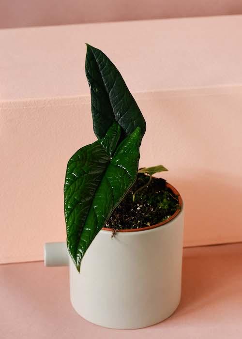 Alocasia Scalprum Medium