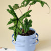 Healthy Alocasia Jacklyn M by Plant Circle. A perfect alocasia jacklyn m by plant circle for your indoor houseplant collection.