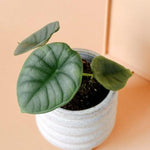 Healthy Alocasia Silver Nebula Baby. A perfect alocasia silver nebula baby for your indoor houseplant collection.