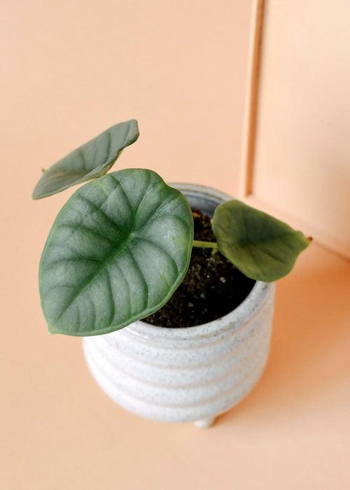 Healthy Alocasia Silver Nebula Baby. A perfect alocasia silver nebula baby for your indoor houseplant collection.