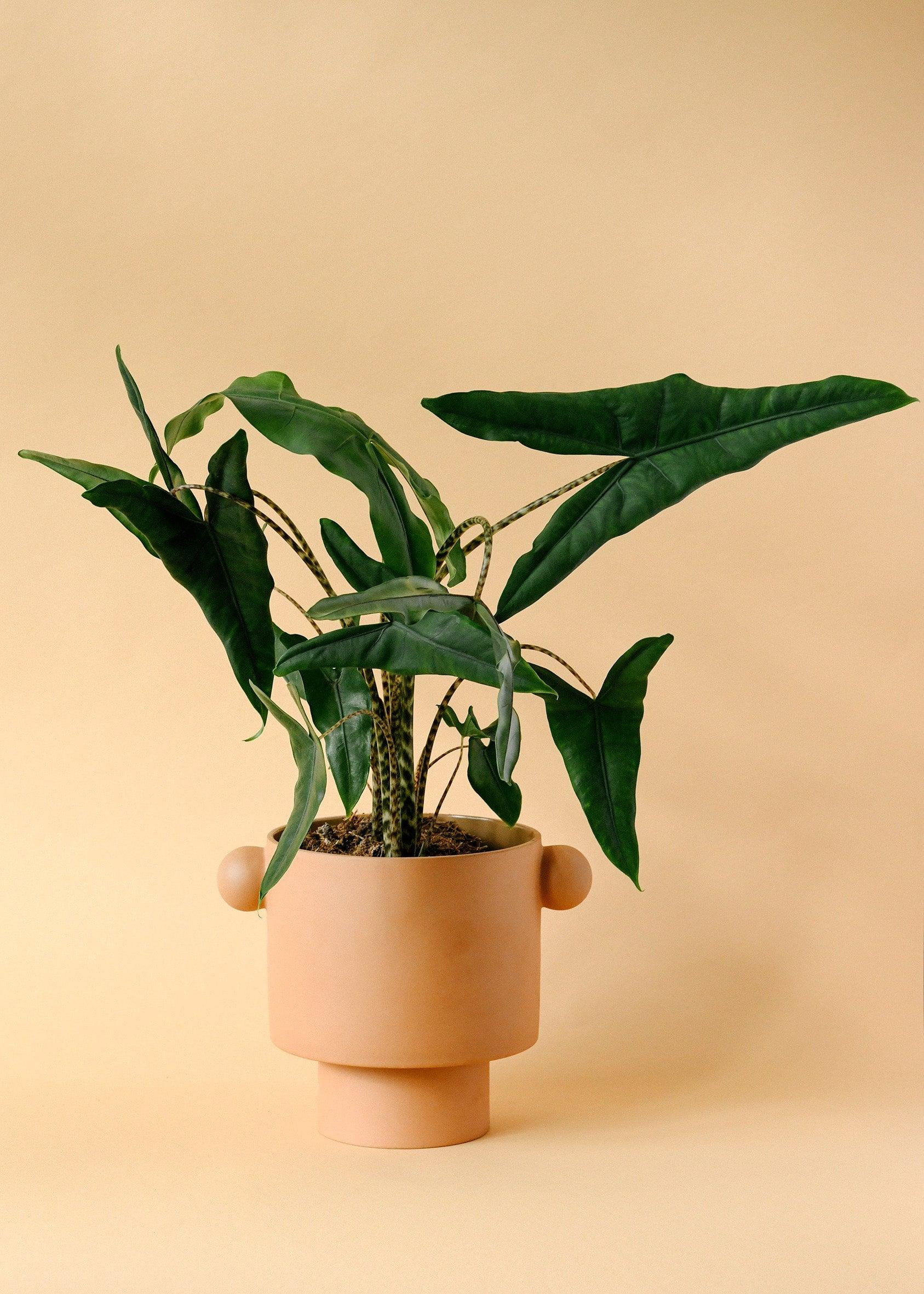 Alocasia zebrina ‘Tigrina Superba’ Large -  Geen.