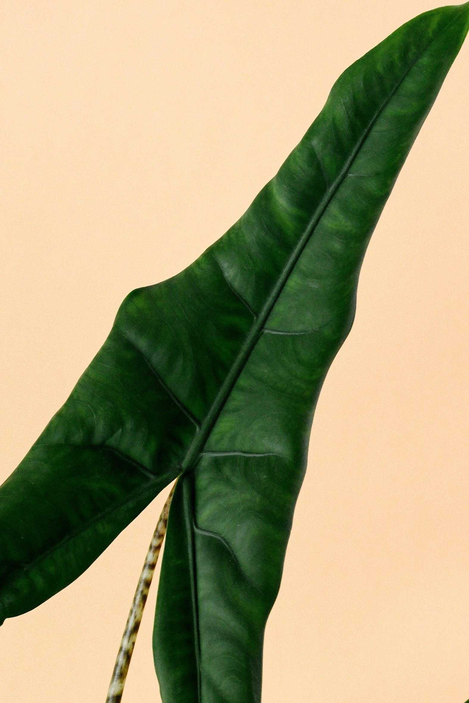 Alocasia zebrina ‘Tigrina Superba’ Large -  Geen.