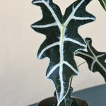 Alocasia Nobilis – Medium, Approx. 30.0cm height – 14.0cm Pot 2
