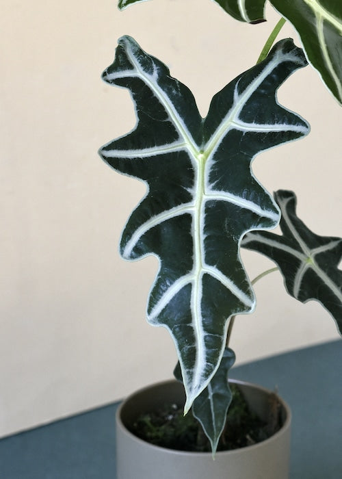 Alocasia Nobilis – Medium, Approx. 30.0cm height – 14.0cm Pot 2