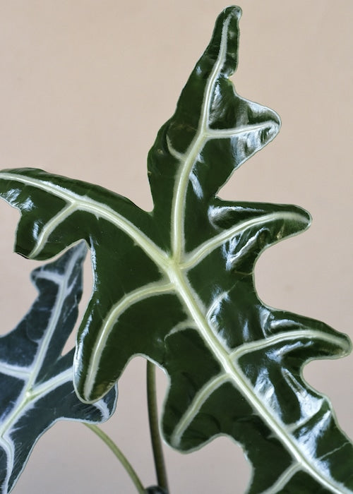 Alocasia Nobilis – Medium, Approx. 30.0cm height – 14.0cm Pot 3