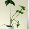 Alocasia Stingray