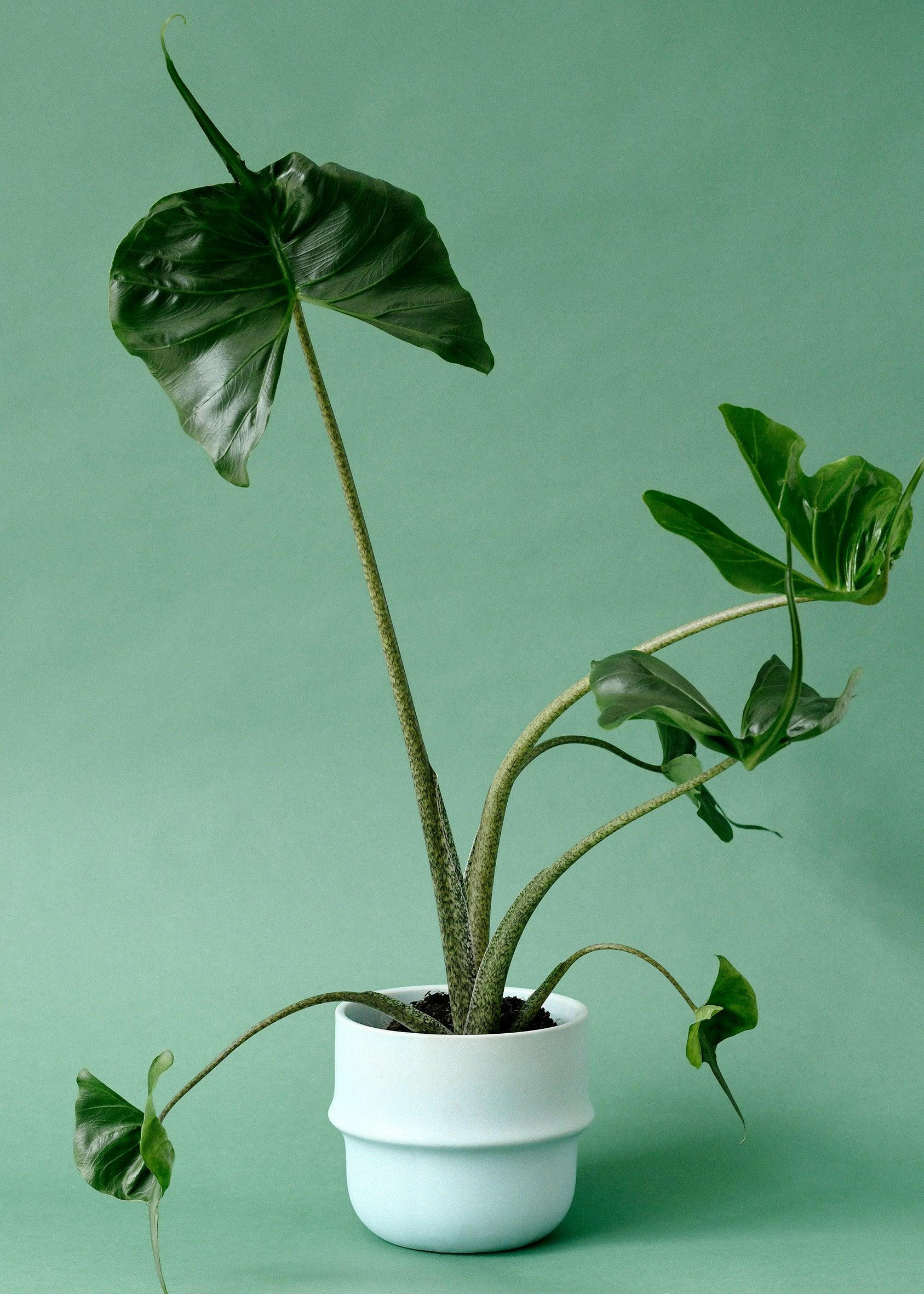 Alocasia Macrorrhiza 'Stingray' 3