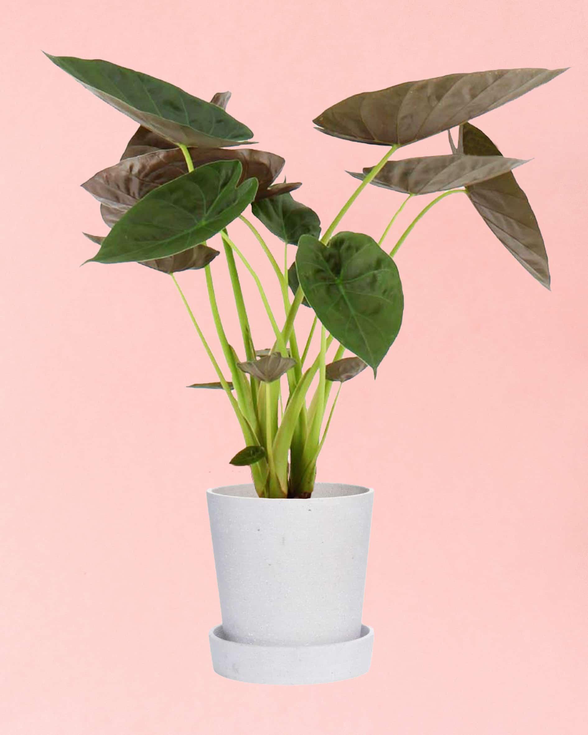 philodendron wentii Beautiful Alocasia Wentii L by Plant Circle