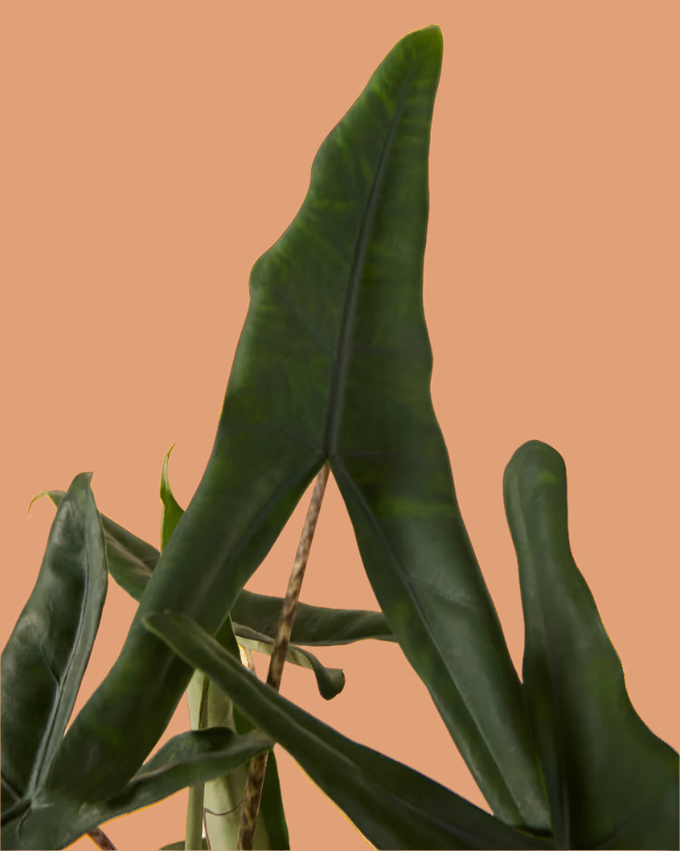 Alocasia zebrina ‘Tigrina Superba’ Large -  Geen.