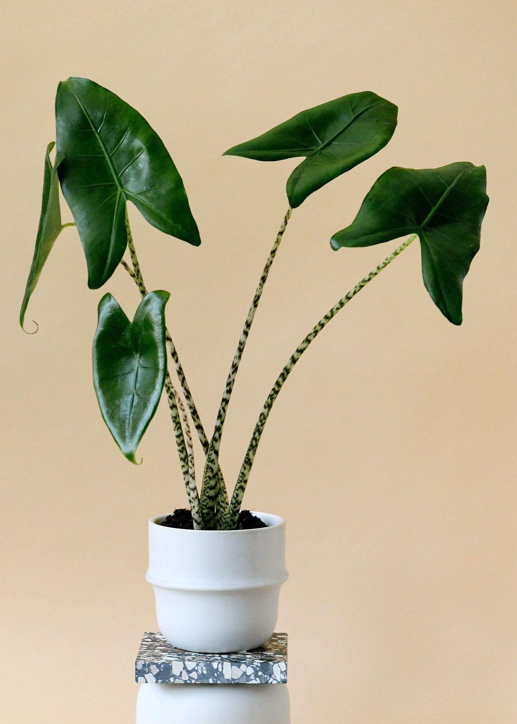 zebrina plant indoor Alocasia Zebrina – XL, Approx. 100.0cm height 24.0cm Pot