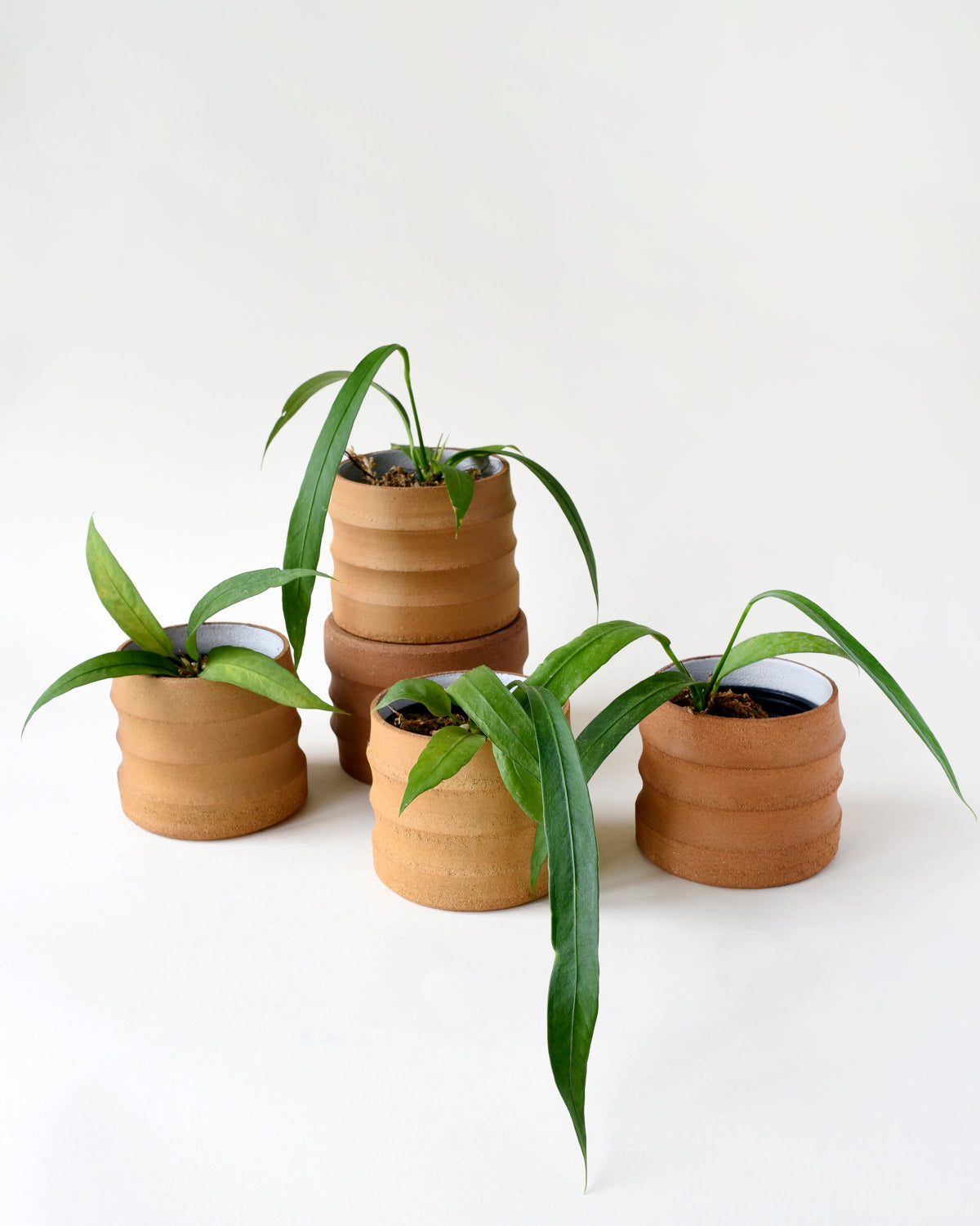 anthurium magic kiss Anthurium Vittarifolium Baby