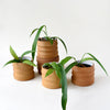 Anthurium Vittarifolium Baby