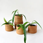Anthurium Vittarifolium Baby