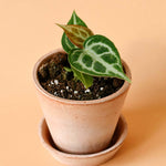 Healthy Anthurium Silver Blush Baby. A perfect anthurium silver blush baby for your indoor houseplant collection.