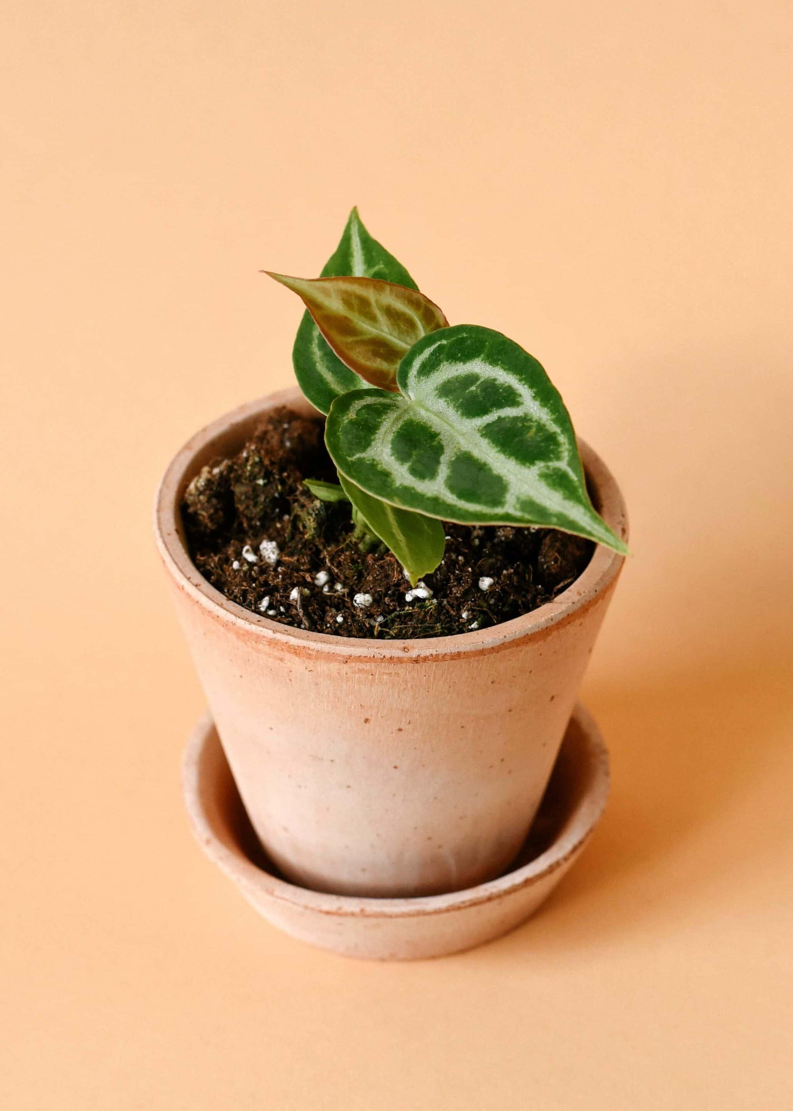 Healthy Anthurium Silver Blush Baby. A perfect anthurium silver blush baby for your indoor houseplant collection.