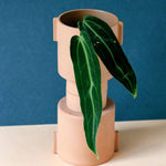 Anthurium Warocqueanum Baby – Baby, Approx. 15.0cm height – 6.0cm Pot Default Title 1