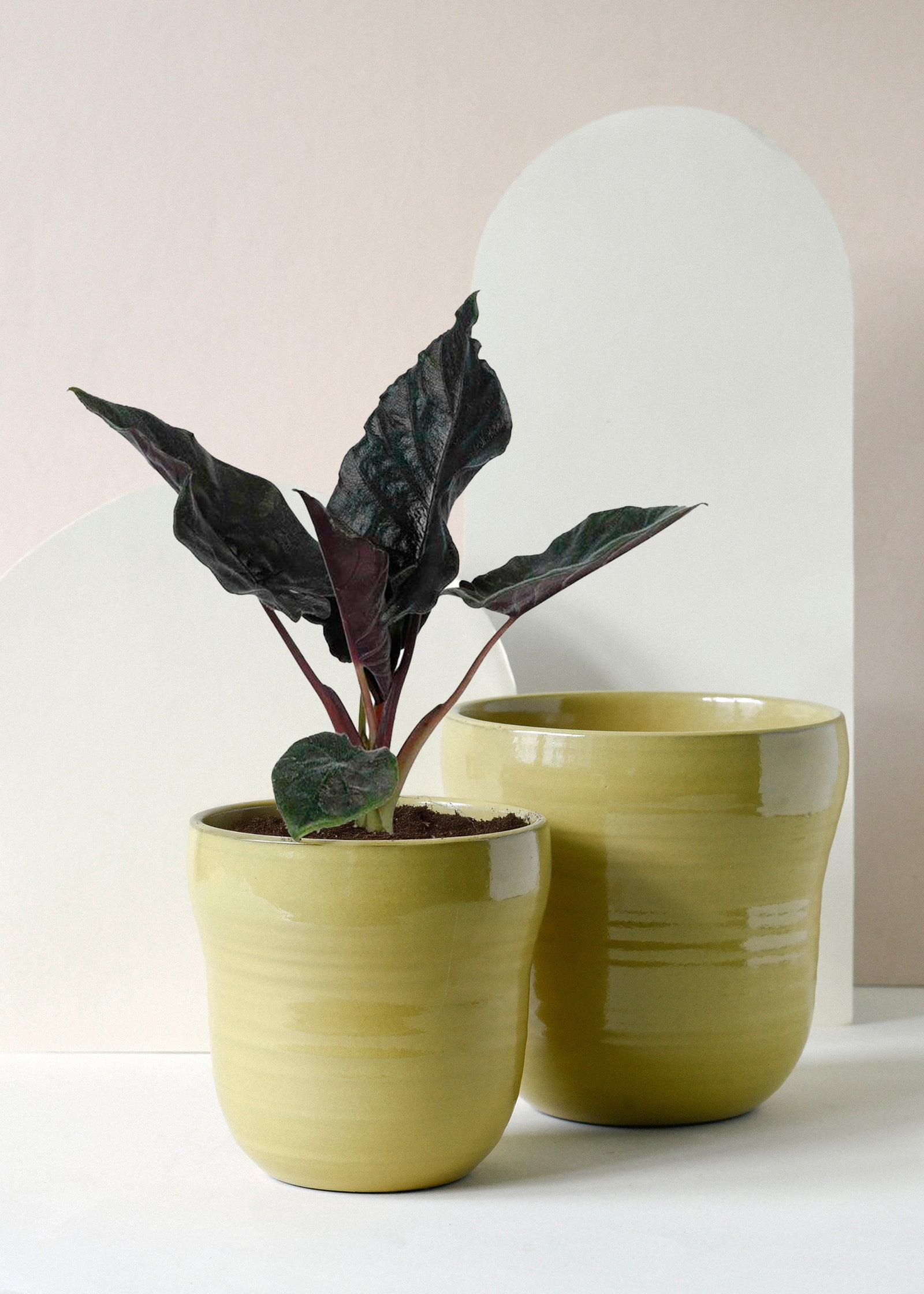 Alocasia 'Antoro Velvet'