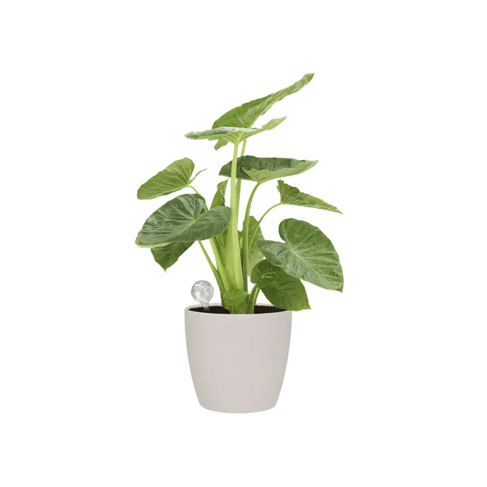 Elho Aqua Care Self Watering Bulbs 2