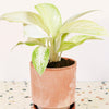 Aglaonema Arctic Lime – Medium, Approx. 18.0cm height – 12.0cm Pot Default Title 1