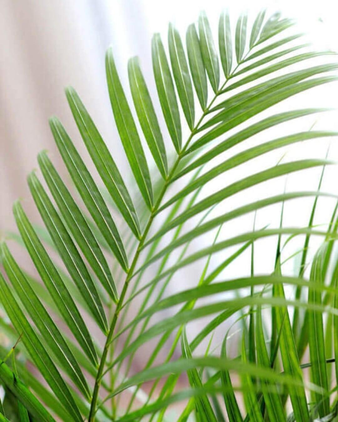 areca palm light Areca Indoor Palm: Tropical Vibes for Your Home
