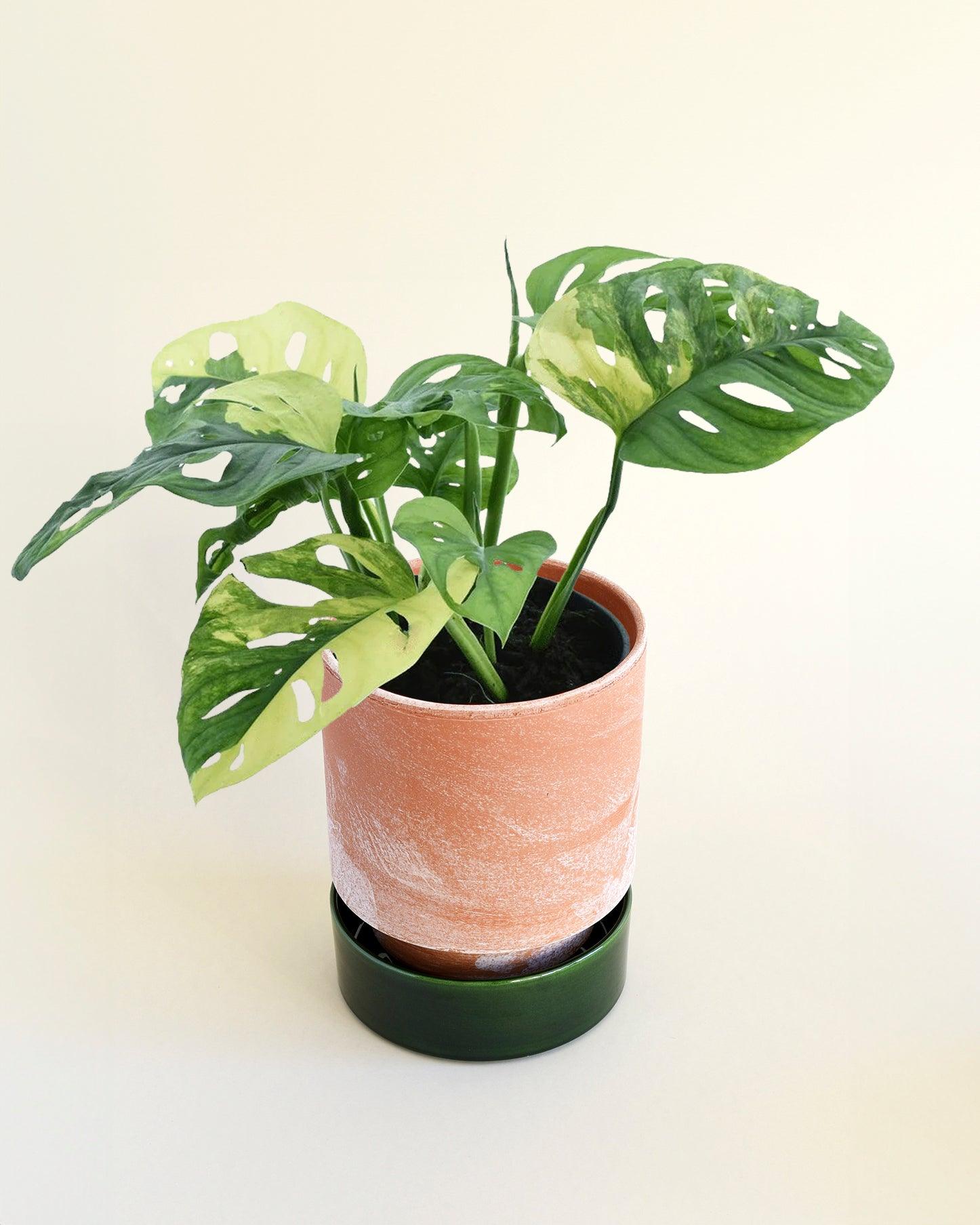 monstera aurea adansonii Monstera adansonii variegata 'Aurea' Medium