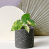 Alocasia Macrorrhizos Variegata Aurea
