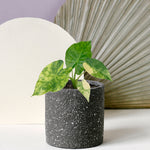 Alocasia Macrorrhizos Variegata Aurea