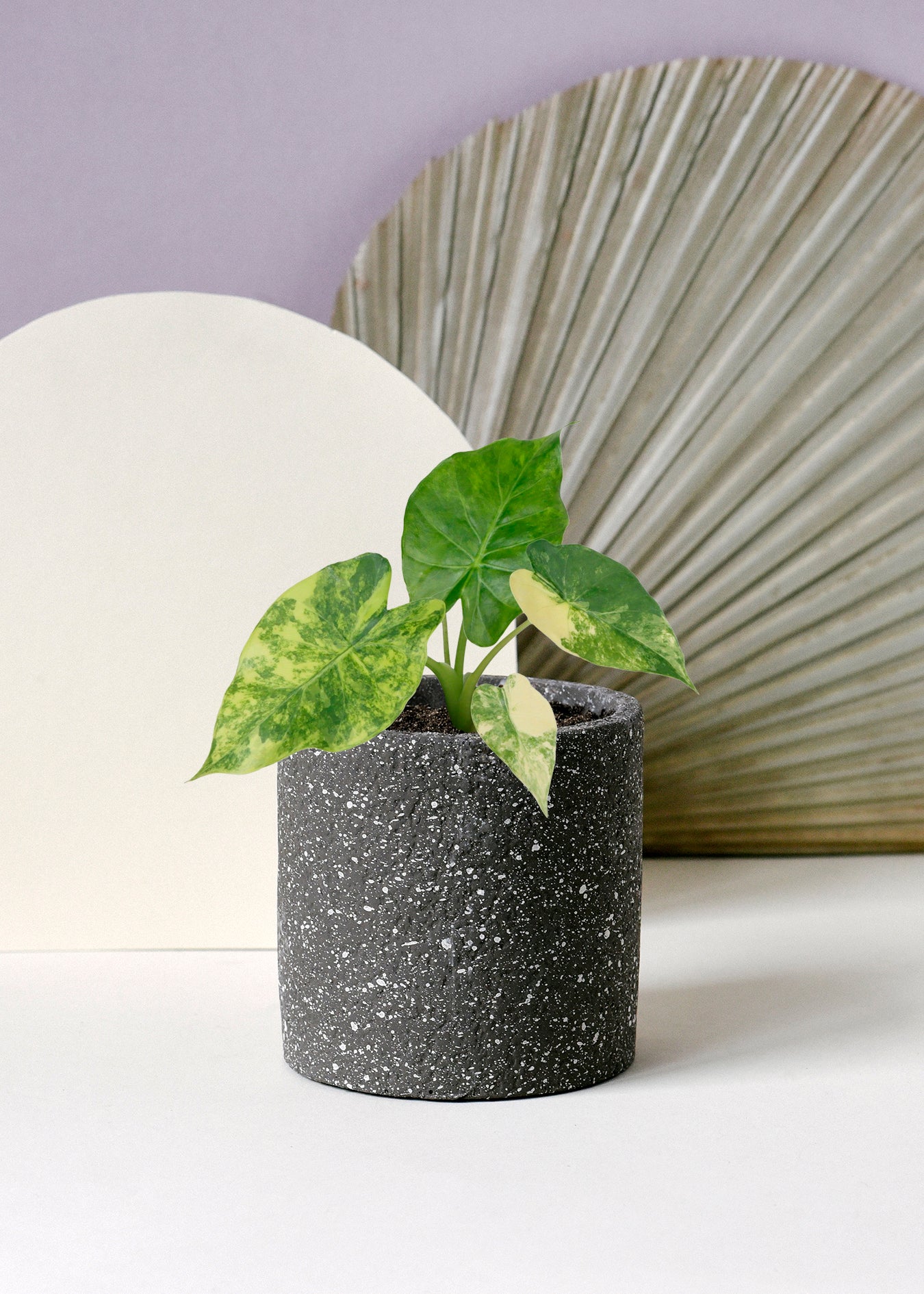 Alocasia Macrorrhizos Variegata Aurea