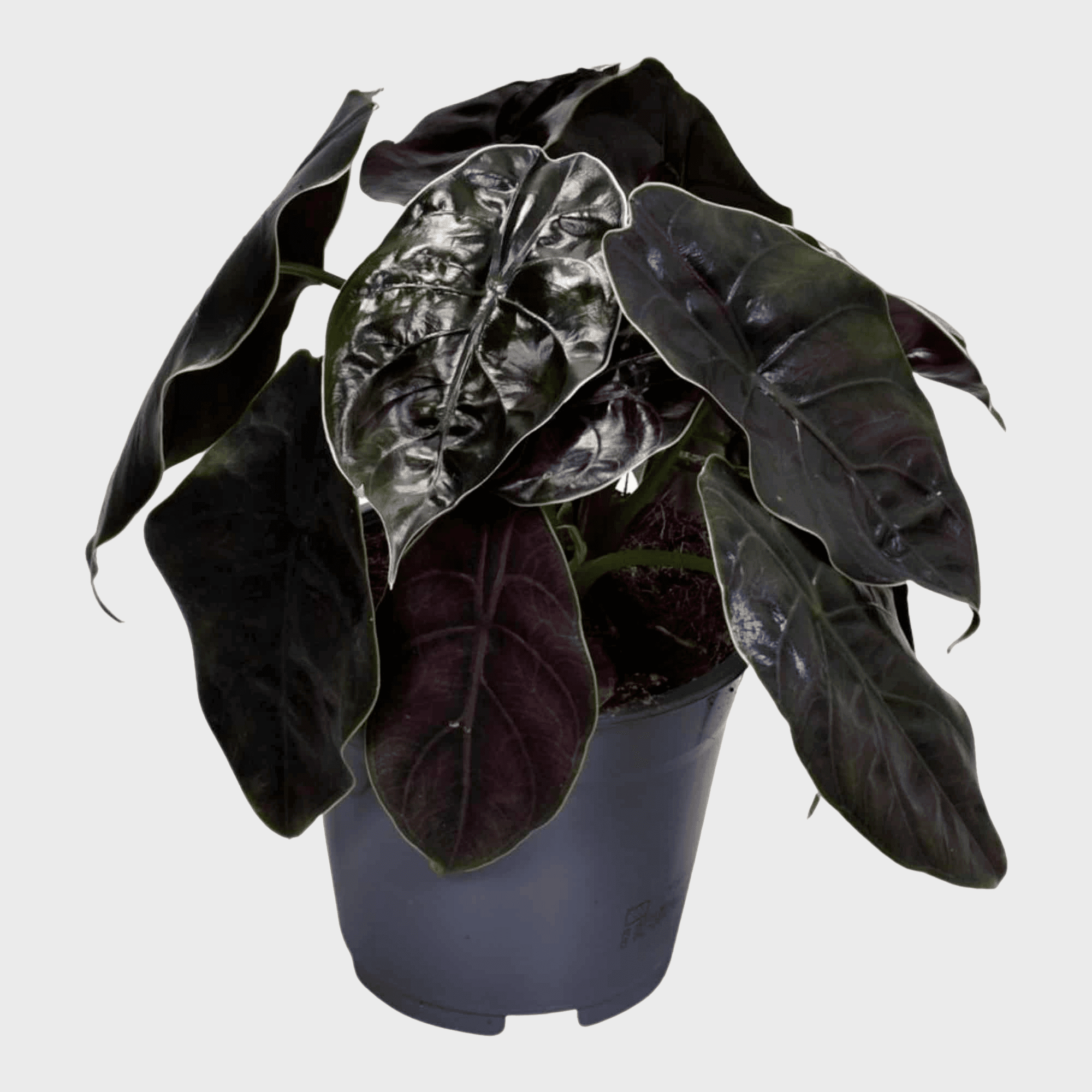 Spooky Bundle -  Plant Circle.