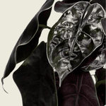 Alocasia Azlanii M – Medium, Approx. 25.0cm height – 12.0cm Pot Default Title 1