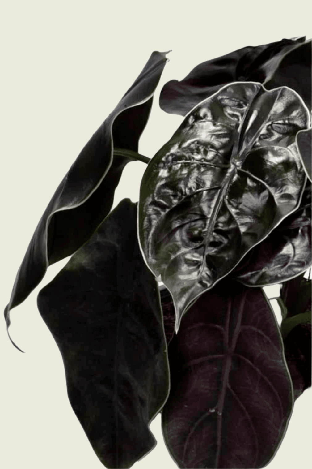 Alocasia Azlanii M – Medium, Approx. 25.0cm height – 12.0cm Pot Default Title 1