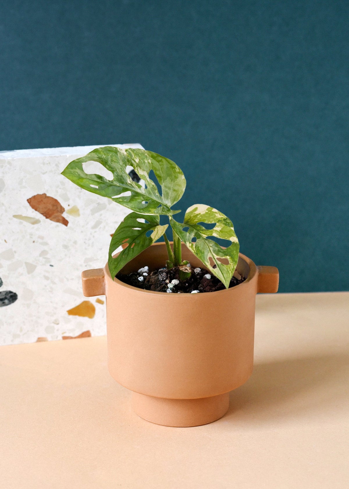 monstera adansonii safe for dogs Monstera Adansonii Variegata Baby