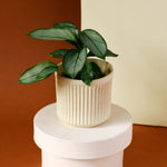 Ctenanthe setosa 'Grey Star'